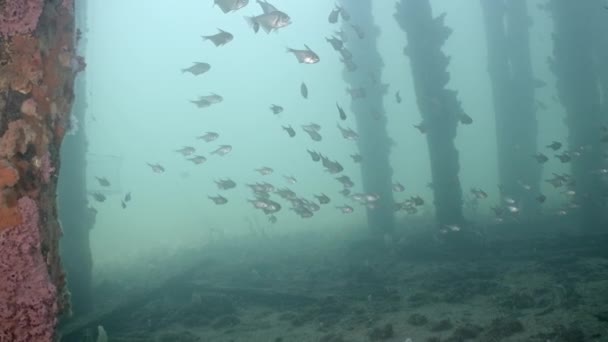 Pempheris Klunzingeri Ojo Toro Duro Edithburgh Con Red Cangrejo Colgando — Vídeo de stock