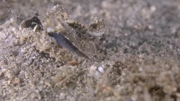 Melicertus Irrsulcatus Spencer Gulf King Prawn Burying Itself Port Lincoln — 비디오