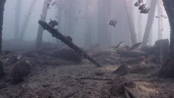 Κολυμπήστε Μέσα Από Ψάρια Γκαλερί Στο Rapid Bay 001 — Αρχείο Βίντεο