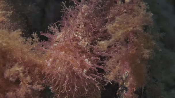 Rhycherus Filamentosus Tasselled Marglerfish Vid Edithburgh 001 — Stockvideo