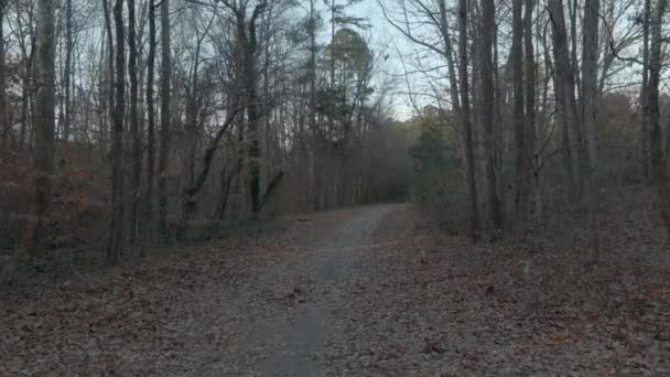 葉のない木と茶色の枯れ木の静かな森のトレイルの風景 — ストック動画