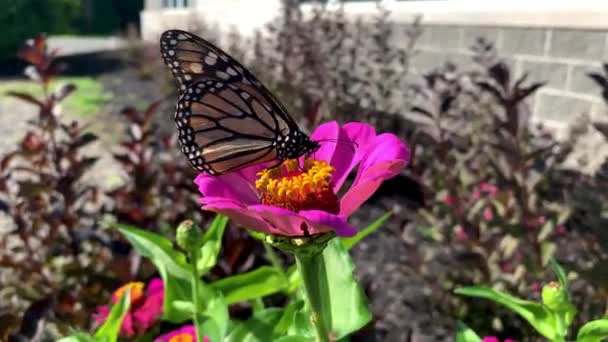 Monarch Butterfly Uma Borboleta Monarca Alimentando Flores Rosa Zenia Jardim — Vídeo de Stock