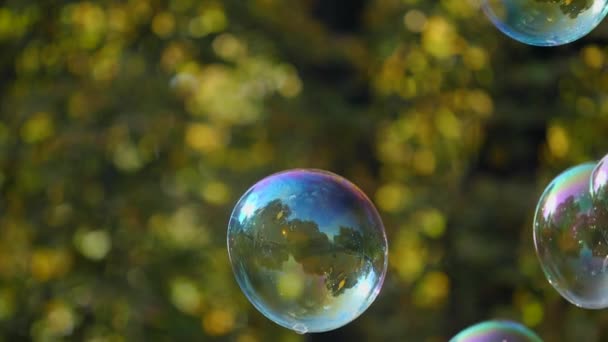 Slow Motion Shot Colorful Soap Bubbles Shining Sun Autumn Park — Stock Video