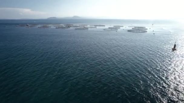 Aerial Approach Huge Sea Bass Sea Bream Farm Net Growing — Stock Video