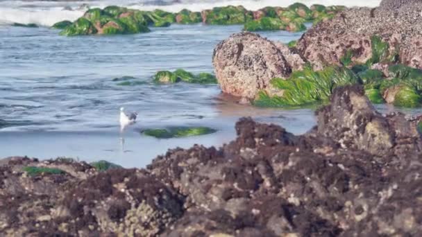 Gaviota Lugar Con Mucha Vida Marina — Vídeo de stock