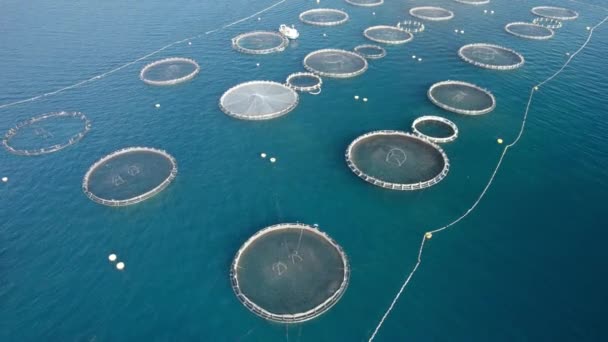 Aerial Fast Orbit Shot Net Cages Sea Bass Sea Bream — Stock Video