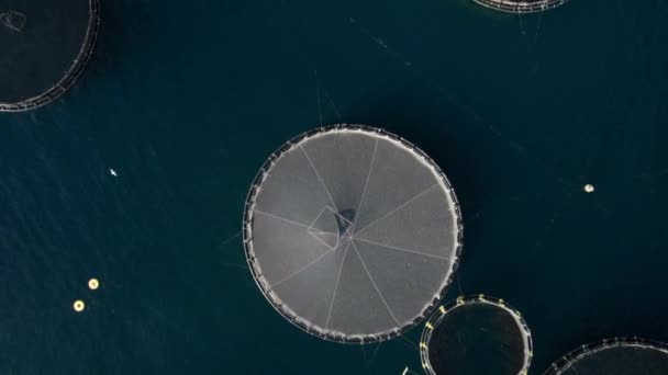 Aerial Top Shot Huge Sea Bass Sea Bream Farm Net — Stock Video