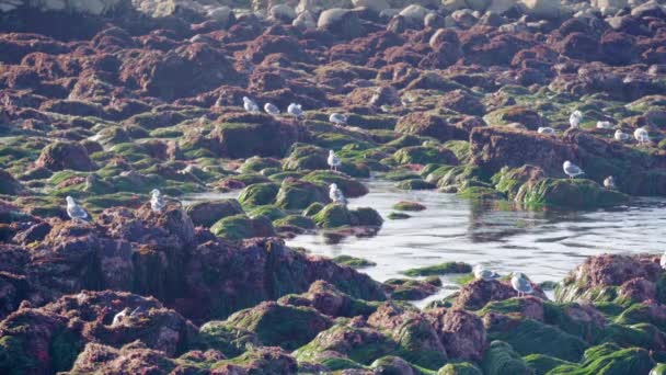 Muitas Aves Perto Rochas Com Algas Crustáceos — Vídeo de Stock