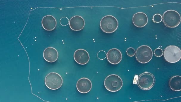 大規模な養殖場の空中トップダウンショット シーバスのためのネットケージと 海鳥や他の魚介類種 — ストック動画