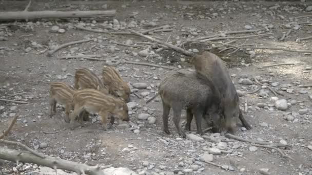 Nahaufnahme Zeigt Niedliche Familie Von Wildschweinen Die Der Natur Auf — Stockvideo