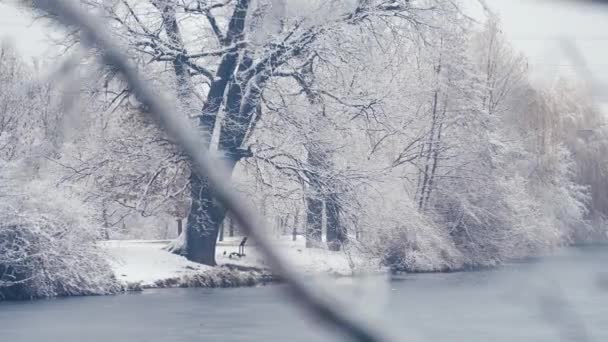 古いオークの光の最初の雪の小さな池の銀行の上に立って覆われた 水が凍り始めた スローモーション パンが右に続く — ストック動画