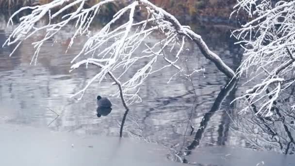 Coot Sitting Water Snow Covered Tree Slow Motion Pan Follow — Stock Video