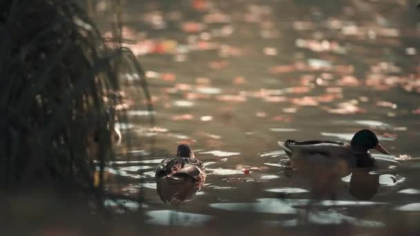 Flock Gräsänder Simmar Dammen Ljusa Höstlövverk Reflekteras Vattnet Slow Motion — Stockvideo