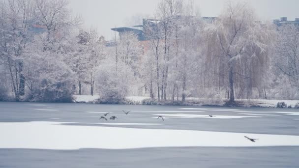 アヒルの群れが凍った池の上を飛ぶ 木々や地面に光の最初の雪 住宅街が背景にあります スローモーション パンは左に従います — ストック動画