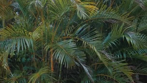 Een Muur Van Palmbomen Wordt Overdag Door Wind Geblazen Wat — Stockvideo