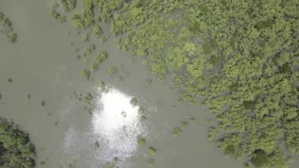 Aquatic Bog Grass Growing Creek Water Summer Trinity Forest Reserve — Stock Video