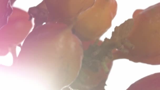 Βατόμουρα Γκουαράνα Που Καλλιεργούνται Αμπέλια Στον Αμαζόνιο Της Βραζιλίας Βιολογικές — Αρχείο Βίντεο