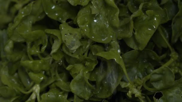 Riego Verduras Orgánicas Frescas Para Mantenerlas Frescas Mercado Cámara Lenta — Vídeos de Stock