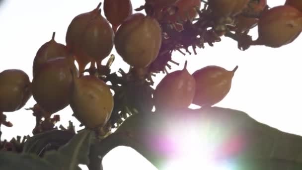 Bayas Guaraná Que Crecen Racimos Vid Aisladas Cerca — Vídeos de Stock