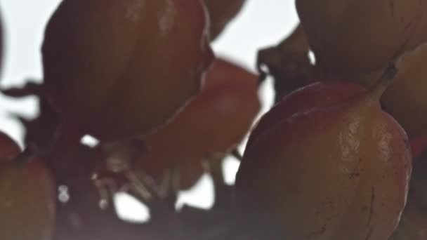 亚马逊雨林中一个可持续农场的葡萄干上的瓜拉尼浆果 — 图库视频影像