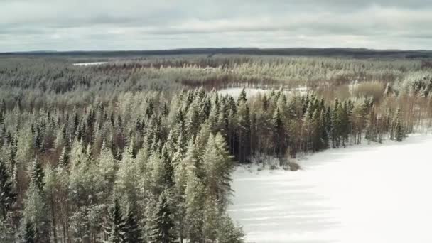 Зеленый Лес Игольчатыми Деревьями Замерз Зимнее Время Финляндии Заснеженных Озерах — стоковое видео