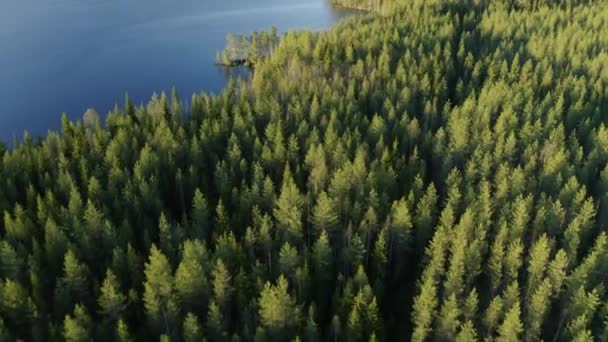 Des Aiguilles Vertes Dans Une Grande Forêt Près Mer Baltique — Video