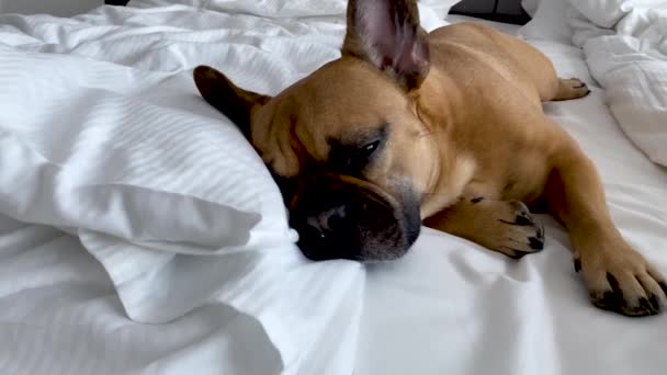Trött Brun Fransk Bulldogg Ligger Bekvämt Sängen Närbild — Stockvideo
