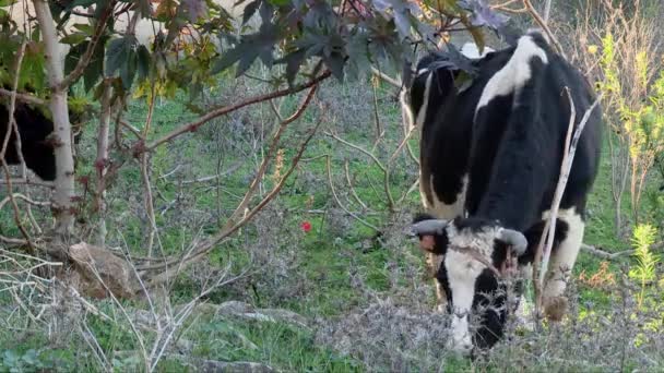 Cow Ear Tags Eating Grass Rural Fields Static — Stock Video