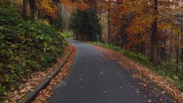 Camino Otoño Bosque Montaña Árboles Follaje Amarillo Rojo — Vídeos de Stock