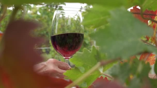 Δοκιμασία Κόκκινου Κρασιού Αμπελώνες — Αρχείο Βίντεο