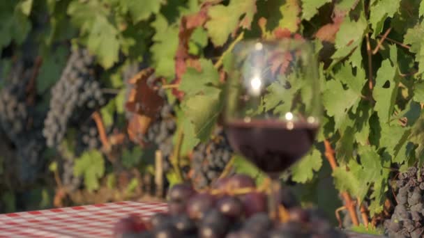 Κόκκινο Κρασί Δοκιμάζοντας Γυαλί Ιταλικούς Αμπελώνες Langhe Piedmont Ιταλία — Αρχείο Βίντεο