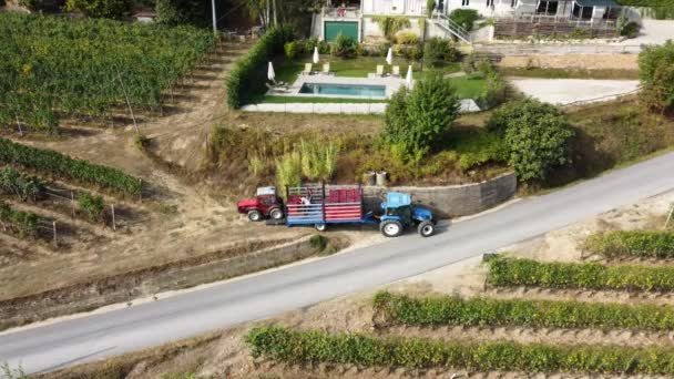 Farmer Harvesting Vineyard Tractor Machinery Red Wine Vine Grapes Harvest — Stock Video