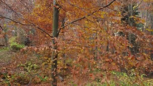 Árboles Bosque Otoñal Follaje Amarillo Rojo Vista Aérea Del Bosque — Vídeos de Stock