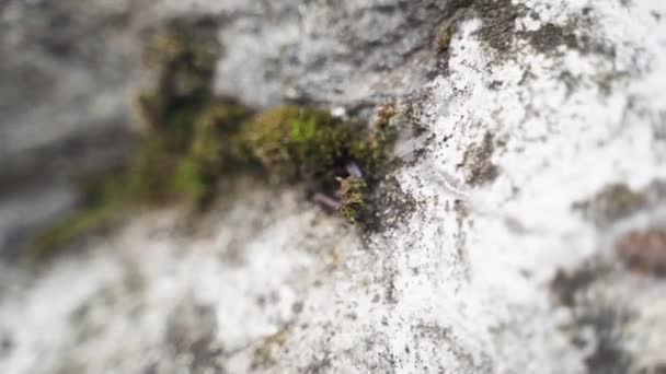 Soft Focus Shot One Standing Still Worm Hiding Moss Stone — Stock Video