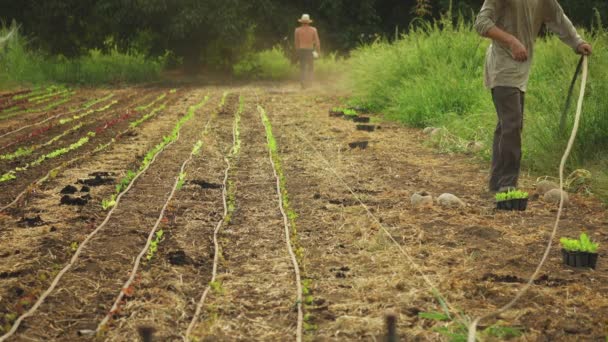 Dois Trabalhadores Preparando Fazenda Com Mangueiras Água Plantas Jovens Bebês — Vídeo de Stock