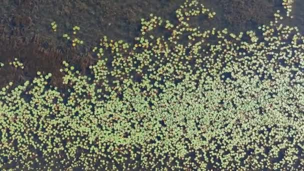 草场上的海藻在混合水百合和海藻中下潜 — 图库视频影像