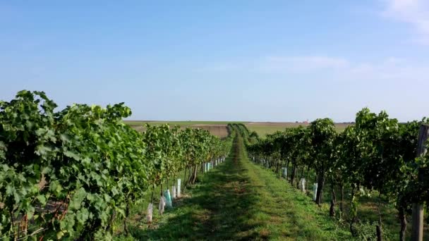 Szerokie Ujęcie Pokazujące Rosnące Winnice Podczas Pięknego Słonecznego Dnia Błękitnym — Wideo stockowe
