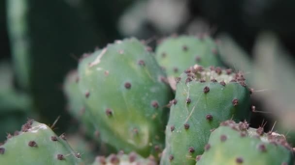 Close Della Pianta Cactus Selvatico Verde Con Fichi Indiani Dettaglio — Video Stock