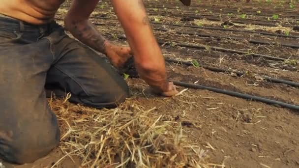 Homem Duro Mãos Plantando Pequenos Vegetais Verdes Bebê Remendo Sujeira — Vídeo de Stock