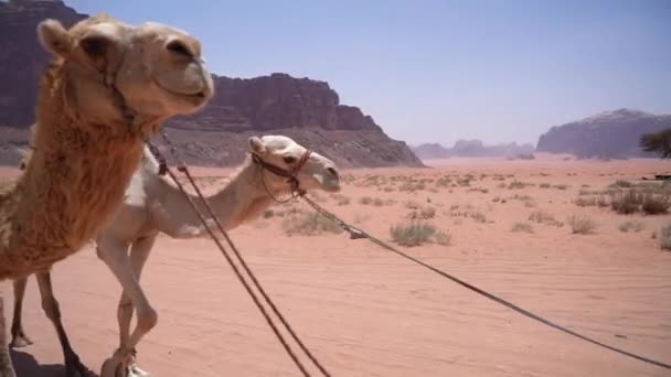 Kamelen Rijder Het Droge Woestijnlandschap Van Wadi Rum Petra Jordanië — Stockvideo
