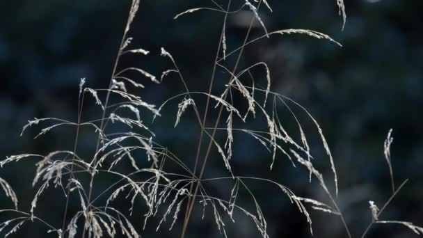 Graminées Fines Délicates Allées Aux Graines Soufflant Dans Brise Soleil — Video