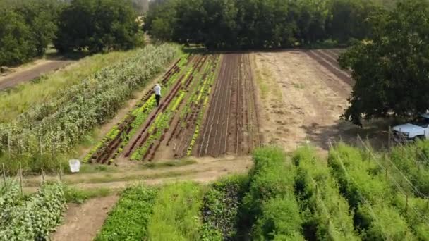 Letecký Pohled Šedovlasého Staříka Jak Pomalu Kráčí Svou Zeleninovou Zahradou — Stock video