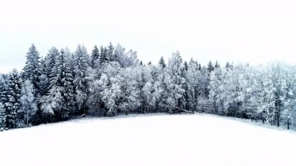 冬は霜と雪に覆われた針葉樹林の冠の上をゆっくり飛行します — ストック動画