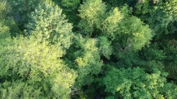 Flyover Mixed Trees Summer Colors Coniferous — Stock Video