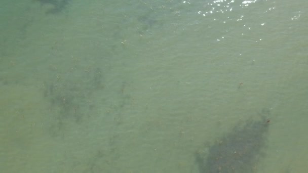 Aerial View Seaweed Low Tide — Stock Video