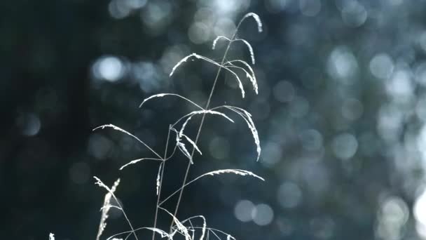 Fijne Delicate Grassen Gegaan Zaad Waait Wind Winter Zonlicht Warwickshire — Stockvideo