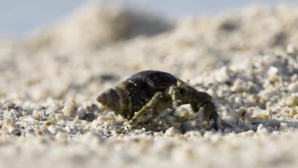 개미핥기를 클로즈업 달팽이 껍데기 바다를 해변을 — 비디오