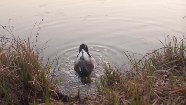 Pato Comendo Nadando Lago — Vídeo de Stock