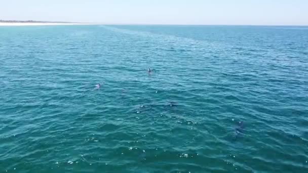 Vista Aérea Del Dron Escuela Delfines Salvajes Playa Comporta Portugal — Vídeos de Stock