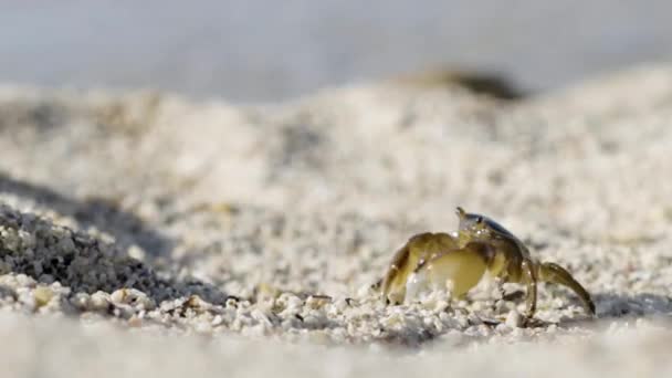 Close Small Saltwater Beach Walking Sideways Coarse Sand Sea Daytime — Stock Video